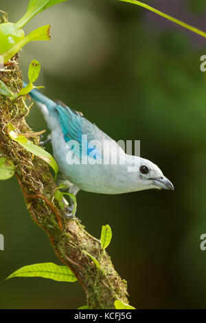 Blau-grau Tanager, Thraupis episcopus, Costa Rica, Mittelamerika Stockfoto