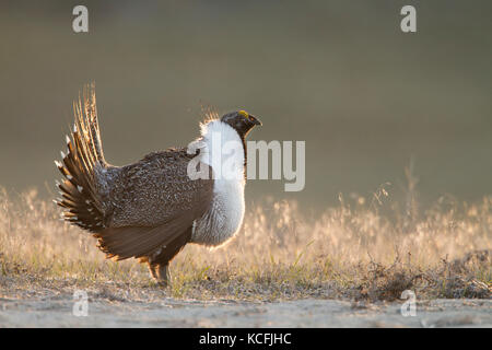 Sage grouse, Centrocercus urophasianus, Wiesen, Great Basin Wüste Tour, Washington, United States Stockfoto