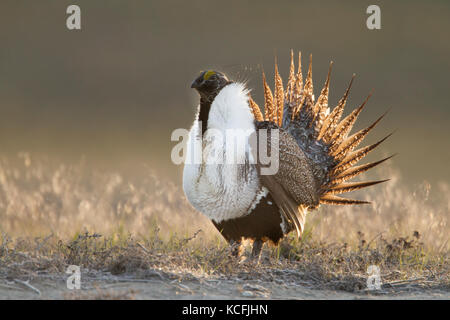 Sage grouse, Centrocercus urophasianus, Wiesen, Great Basin Wüste Tour, Washington, United States Stockfoto