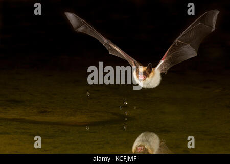 Blassen Bat, Antrozous pallidus über Teich im Great Basin Wüste, Okanagan, British Columbia, Kanada flying low Stockfoto