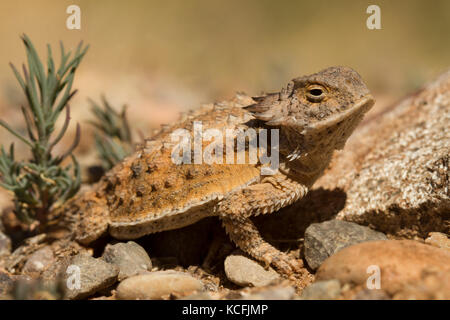 Regal Kurz- gehörnte Eidechse, Phyrnosoma solare, Sonoran Wüste, United States, USA Stockfoto