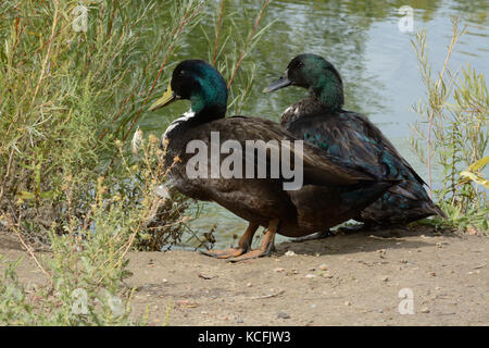 Zwei gemischte Rasse ente Erpel der Stockente und inländischen Ente möglicherweise schwedische Schwarz und oder cayuga leben jetzt in der Wildnis Stockfoto