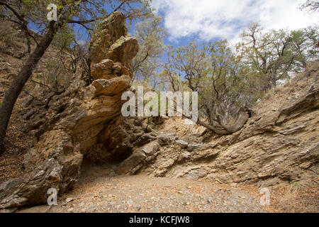 Schwarz-tailed Klapperschlange Höhle, Crystal Caves, Sonoran Wüste, United States, USA Stockfoto