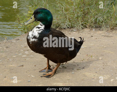 Gemischte Rasse ente Drake von Stockente und inländischen Ente möglicherweise schwedische Schwarz und oder cayuga wild lebenden Stockfoto