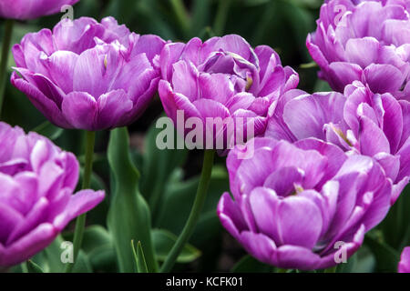 Blühender Tulpengarten, Tulpen Purple Tulipa ' Blue Diamond ' Double Late Tulpe Group Stockfoto