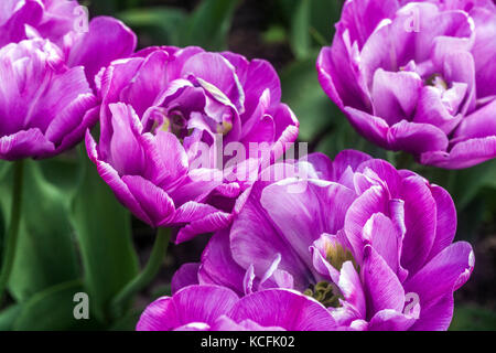 Tulipa „Blue Diamond“ Doppel-Late-Tulpe Stockfoto