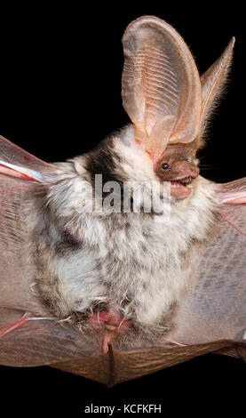 Nahaufnahme von Spotted Fledermäuse in Lillooet, British Columbia, Grasland Stockfoto