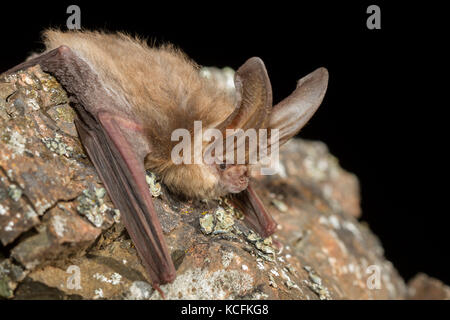 Nahaufnahme von Spotted Fledermäuse in Lillooet, British Columbia, Grasland Stockfoto