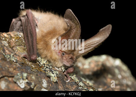 Nahaufnahme von Spotted Fledermäuse in Lillooet, British Columbia, Grasland Stockfoto