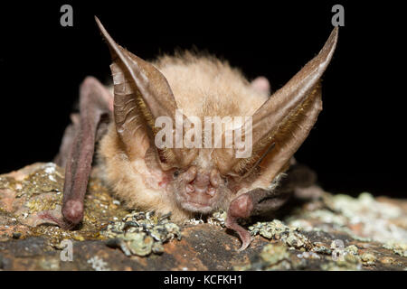 Nahaufnahme von Spotted Fledermäuse in Lillooet, British Columbia, Grasland Stockfoto