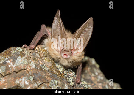 Nahaufnahme von Spotted Fledermäuse in Lillooet, British Columbia, Grasland Stockfoto