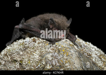 Nahaufnahme von Spotted Fledermäuse in Lillooet, British Columbia, Grasland Stockfoto