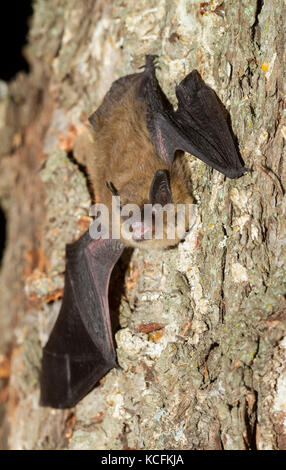 Nahaufnahme von Spotted Fledermäuse in Lillooet, British Columbia, Grasland Stockfoto