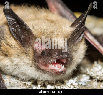 Nahaufnahme von Spotted Fledermäuse in Lillooet, British Columbia, Grasland Stockfoto