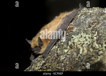 Nahaufnahme von Spotted Fledermäuse in Lillooet, British Columbia, Grasland Stockfoto