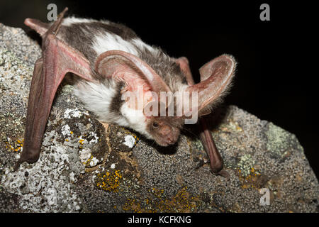 Nahaufnahme von Spotted Fledermäuse in Lillooet, British Columbia, Grasland Stockfoto