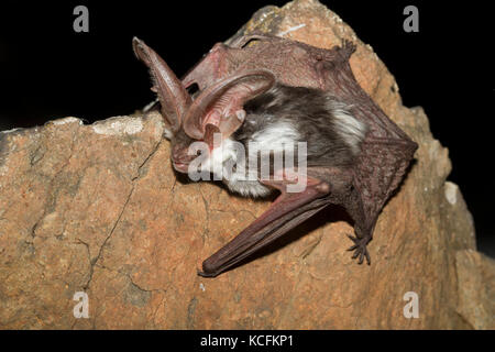 Nahaufnahme von Spotted Fledermäuse in Lillooet, British Columbia, Grasland Stockfoto