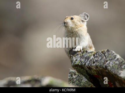 Amerikanische Pika, Ochotona Princeps, Kananaskis, Alberta, Kanada Stockfoto