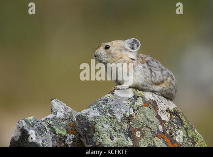 Amerikanische Pika, Ochotona Princeps, Kananaskis, Alberta, Kanada Stockfoto