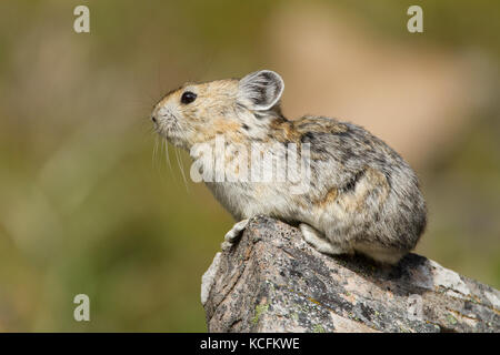 Amerikanische Pika, Ochotona Princeps, Kananaskis, Alberta, Kanada Stockfoto