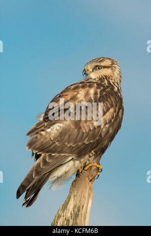 Rauen-legged Hawk, Buteo lagopus, percehd auf einem Baumstamm Nanaimo, Kanada Stockfoto