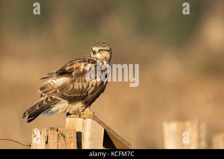 Rauen-legged Hawk, Buteo lagopus, auf einem zaunpfosten Nanaimo, Kanada gehockt Stockfoto