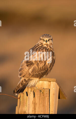 Rauen-legged Hawk, Buteo lagopus, auf einem zaunpfosten Nanaimo, Kanada gehockt Stockfoto