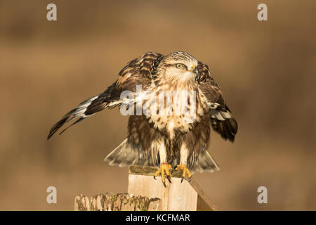 Rauen-legged Hawk, Buteo lagopus, auf einem zaunpfosten Nanaimo, Kanada gehockt Stockfoto