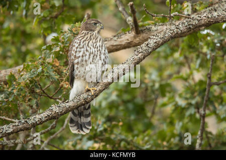 Coopers Hawk, Accipiter cooperii, Victoria, British Columbia, Oak Bay, Kanada Stockfoto