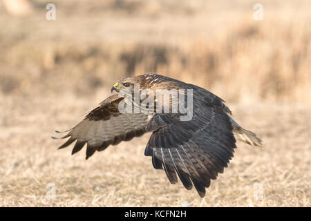 Mäusebussard Buteo buteo Hortobagy National Park Ungarn winter Stockfoto