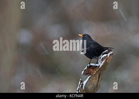 Amsel Turdus merula Männlichen im Blizzard im Garten Norfolk winter Stockfoto