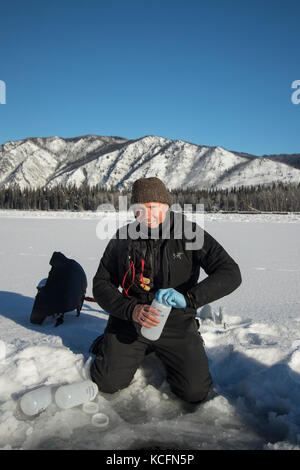 Coffee Creek, latte Creek, Yukon, camanak, Kanada Stockfoto