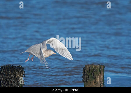 Glaucous Gull Larus hyperboreus nach Winter WYMONDHAM NORFOLK Januar Stockfoto