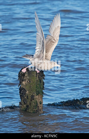 Glaucous Gull Larus hyperboreus 1 Winter Gefieder WYMONDHAM NORFOLK Januar Stockfoto