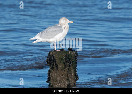 Glaucous Gull Larus hyperboreus nach Winter WYMONDHAM NORFOLK Januar Stockfoto