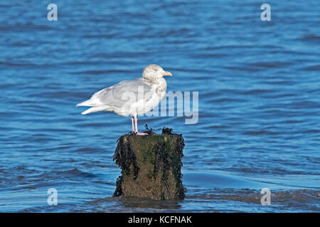 Glaucous Gull Larus hyperboreus nach Winter WYMONDHAM NORFOLK Januar Stockfoto