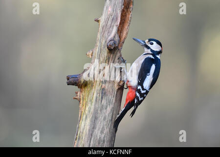 Buntspecht Dendrocopos major männlichen Norfolk Januar Stockfoto