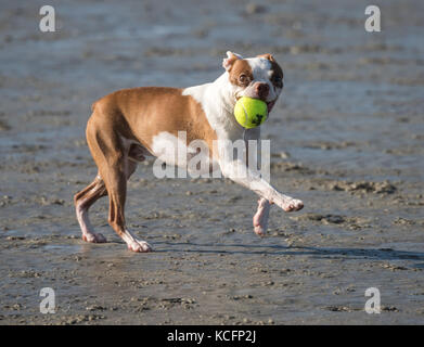 Französische Bulldogge Ball spielen am Strand. Stockfoto