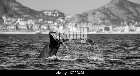 Schwanz des Buckelwals. Mexiko. Meer von Cortez. Kalifornische Halbinsel . Stockfoto