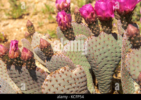 Stachelbirnen-Kaktus in Blüte, Süd-Nevada Stockfoto