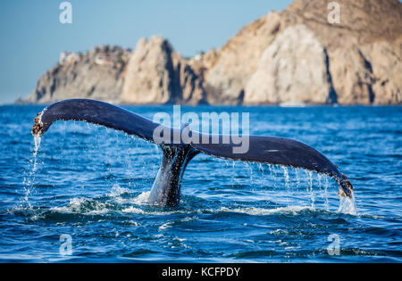 Schwanz des Buckelwals. Mexiko. Meer von Cortez. Kalifornische Halbinsel . Stockfoto