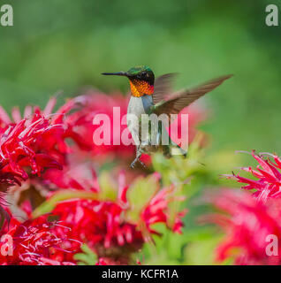 Ruby-throated, archilochus Colubris, North Eastern Ontario, Kanada Stockfoto