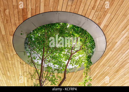 Baum wächst durch ein Dach Dachfenster an der Qualico Familie Mitte, Assiniboine Park, Winnipeg, Manitoba, Kanada. Stockfoto