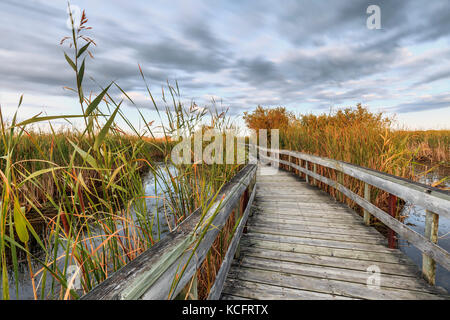 Promenade in der Oak Hammock Marsh, Manitoba, Kanada Stockfoto