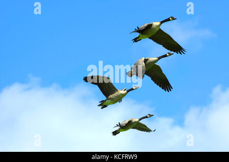 Kanadagänse (Branta canadensis) Squamish, BC, Kanada Stockfoto