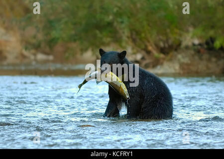 Schwarzer Bär, Ursus americanus, fang Chum salmon auf nitinat River, Vancouver Island, BC Kanada Stockfoto