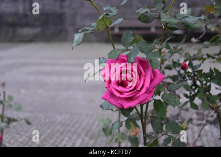 Single rosa Rose im städtischen Hintergrund Stockfoto