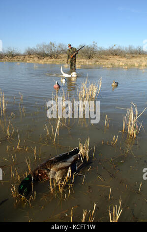 Einen gelben Labrador Retriever Holen einer Stockente Erpel für einen South Texas duck Hunter Stockfoto