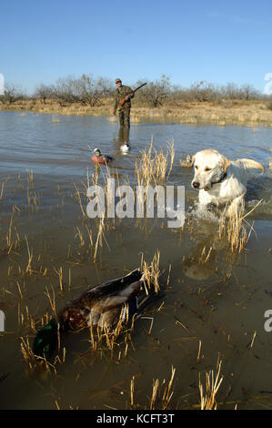 Einen gelben Labrador Retriever Holen einer Stockente Erpel für einen South Texas duck Hunter Stockfoto