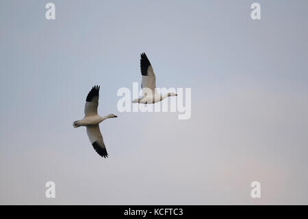 Schnee Gänse (Chen Caerulescens) Fliegen über Delta, BC Kanada (Vancouver) Stockfoto